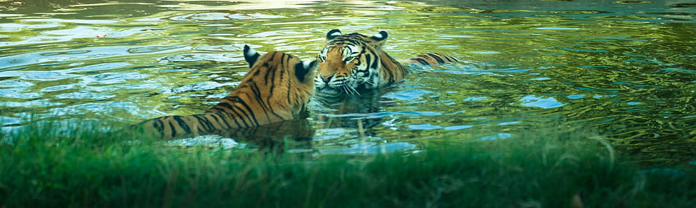 two tigers in body of water during daytime thumbnail