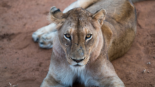 closeup photo of lioness thumbnail
