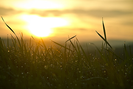 green grass with water droplets during orange sunset thumbnail