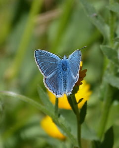selective focus photography of common blue butterfly perching on yellow flower thumbnail