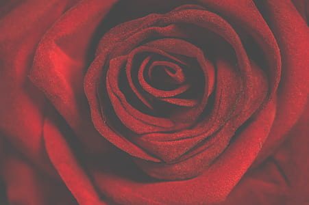 red rose closeup photography thumbnail
