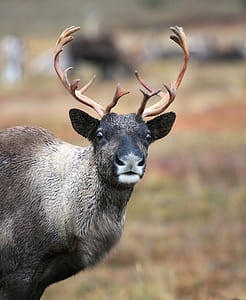 shallow focus photography of stag during daytime thumbnail