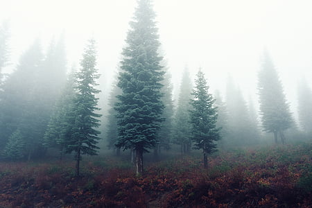 green trees thumbnail