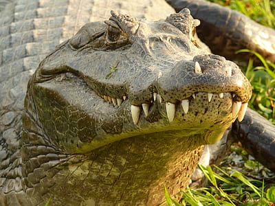 brown crocodile on grass thumbnail