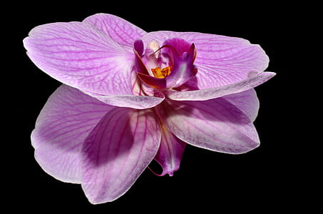 Pink and Purple Flower on a Black Reflective Surface thumbnail