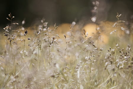 selective focus photography of grasses thumbnail