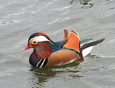 madarin duck thumbnail
