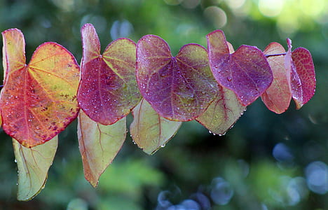 selective focus photography of leaves thumbnail