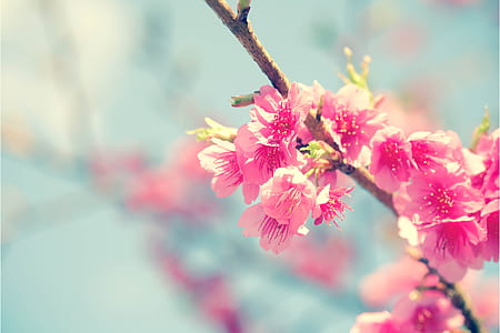 pink cherry blossom flower selective focus photography thumbnail
