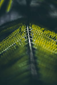 selective focus close up photography of a shame plant thumbnail