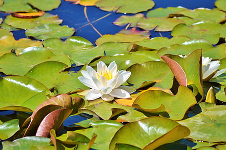 white Lily thumbnail