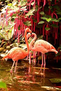 two pink flamingos near chenille plant thumbnail