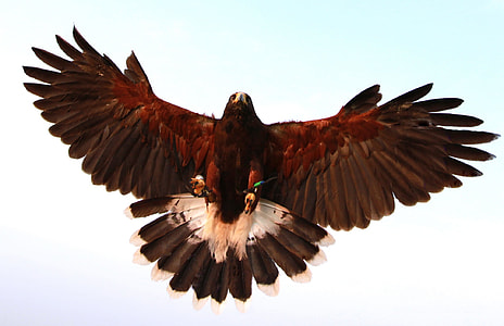 brown eagle thumbnail