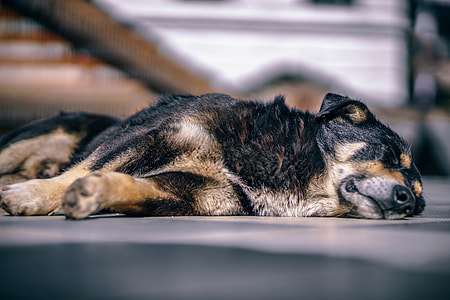 shallow focus photography of medium-coated black and tan dog sleeping on floor thumbnail
