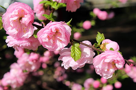 pink cherry blossom flower close up photographyt thumbnail