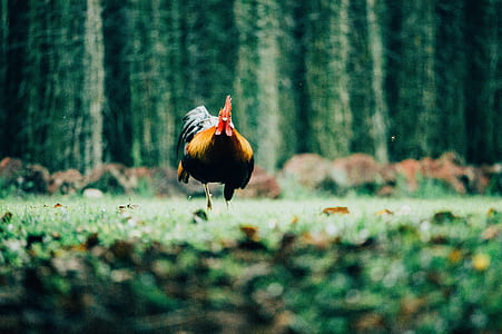 brown and black rooster on green grass thumbnail