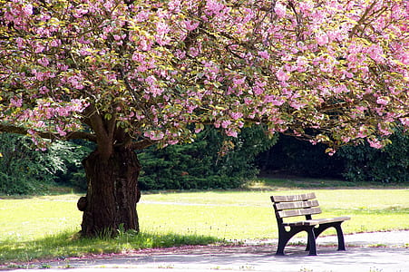 brown wooden bench near trees with pink leaves thumbnail