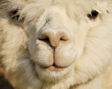 closeup photo of white llama thumbnail