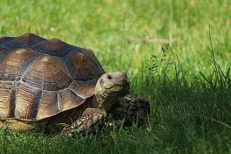 turtle on grass thumbnail