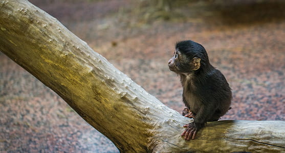 Monkey on Brown Tree Branch thumbnail