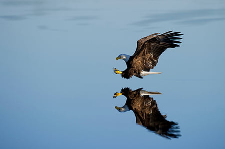 brown and white eagle flying in the sky thumbnail