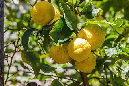ripe lemon thumbnail