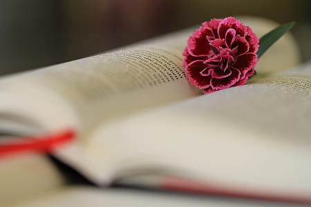 maroon flower on beige book thumbnail