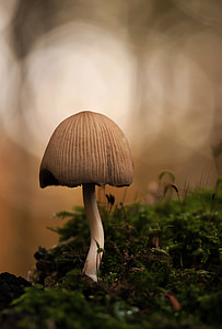 shallow focus photography of gray mushroom during daytime thumbnail