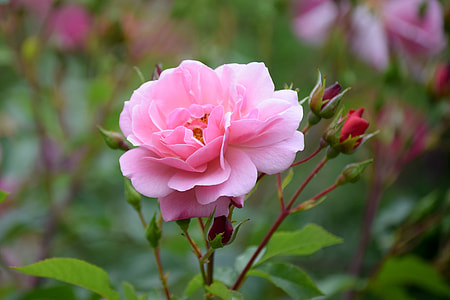 selective focus photography of pink rose in bloom thumbnail