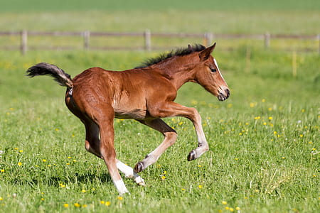 brown pony galloping thumbnail