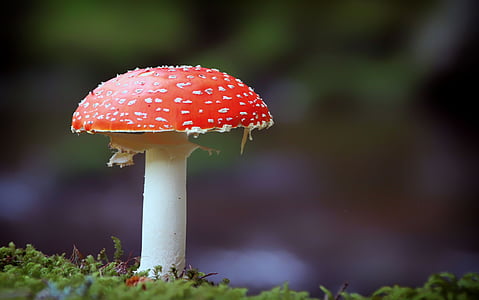 red and white mushroom thumbnail