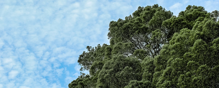 green trees under blue sky thumbnail