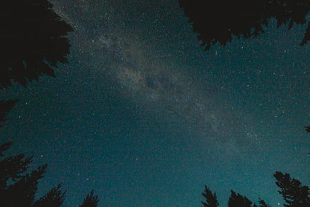 low angle photo of sky and trees during night time thumbnail