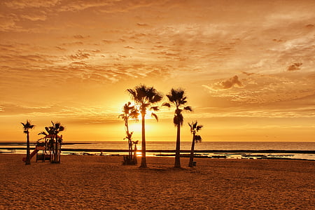 palm tree on seashore golden hour thumbnail