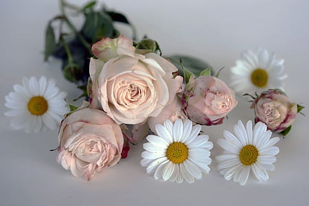 selective focus photography of pink rose and white daisy flowers thumbnail