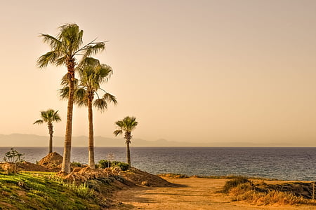 green coconut trees near ocean during sunset thumbnail