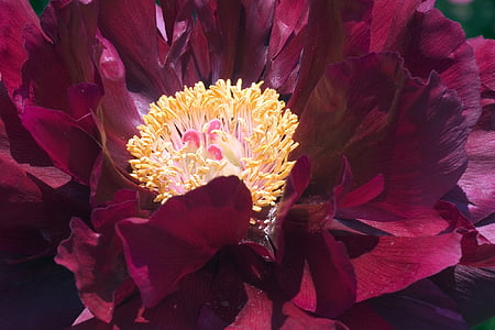 shallow focus photography of pink and yellow flower thumbnail