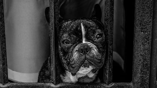 gray scale photography of dog thumbnail