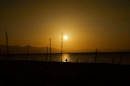 silhouette of bird at shore during golden hour thumbnail