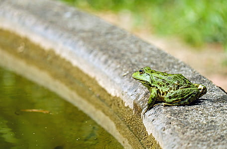 photo of green and black frog near body of water thumbnail