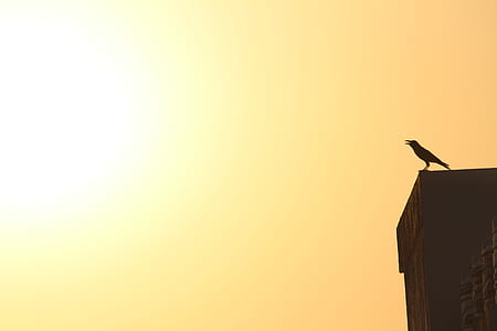 bird on top of building thumbnail