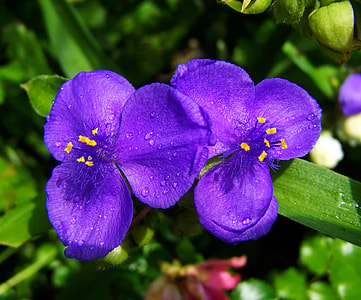 Blue Garden Flowers, Summer Flower thumbnail