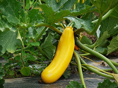 yellow vegetable on gray soil thumbnail