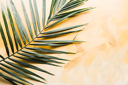 flat-lay photography of leaves on brown surface thumbnail