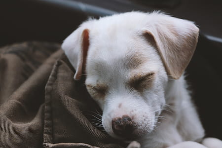 Puppy Covered With Brown Blanket thumbnail