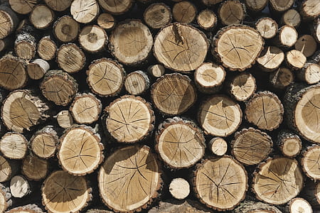 flat lay photography of wood slabs thumbnail