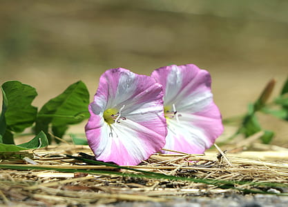 selective focus photography of white-and-purple petaled flowers thumbnail
