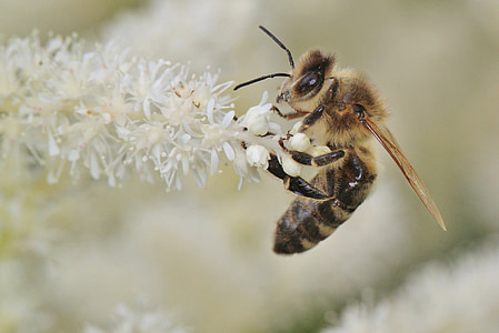 selective focus phot oof honeybee perching on white cluster flower thumbnail