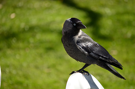 shallow focus photography of gray bird thumbnail