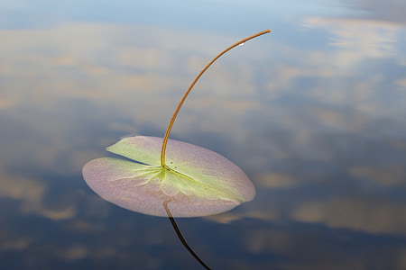 selective focus photography of green leaf thumbnail